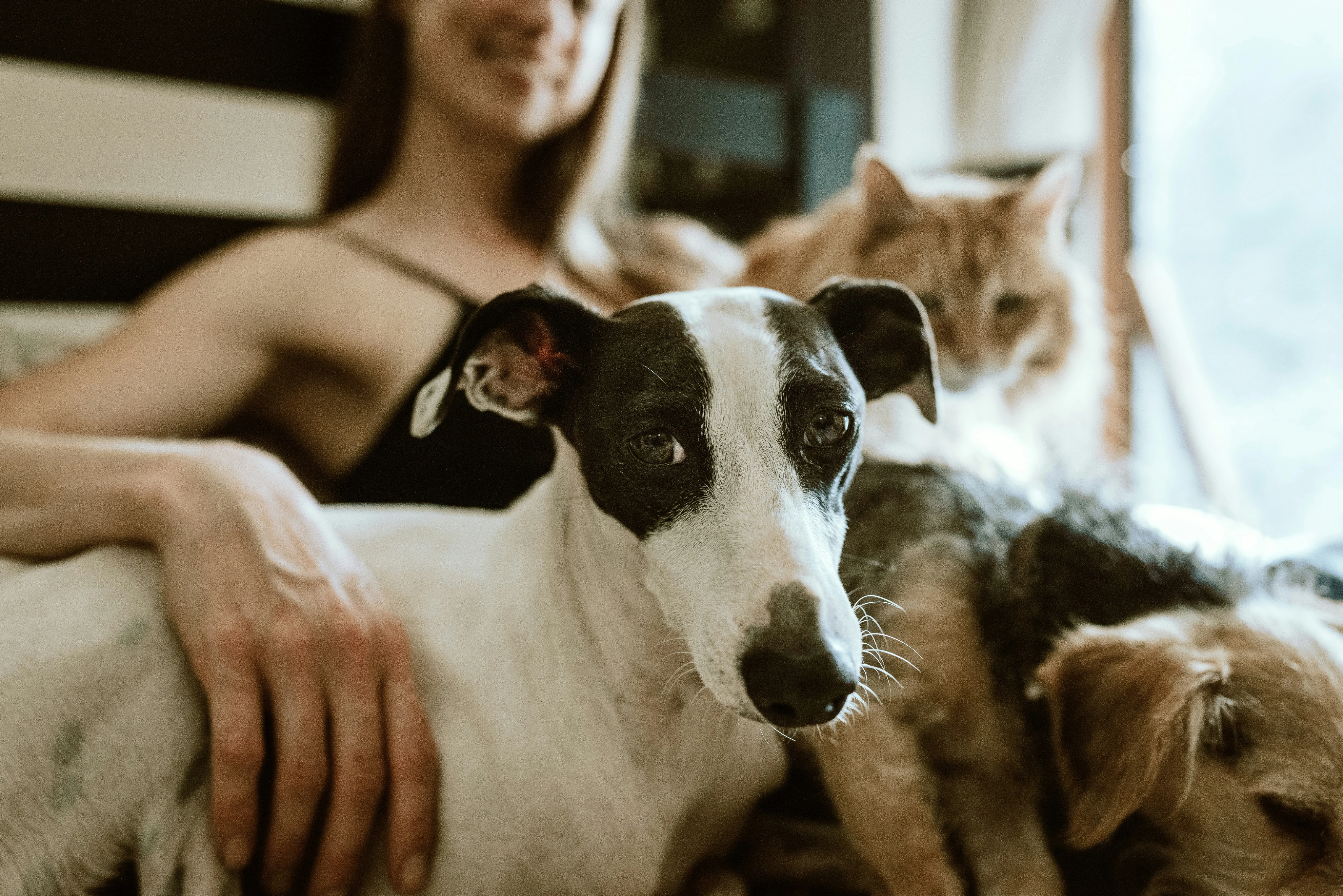 Pet Policy Banner